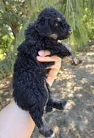 Diesel , a male Miniature Aussiedoodle for sale in Wills Point, TX – 3 of 4