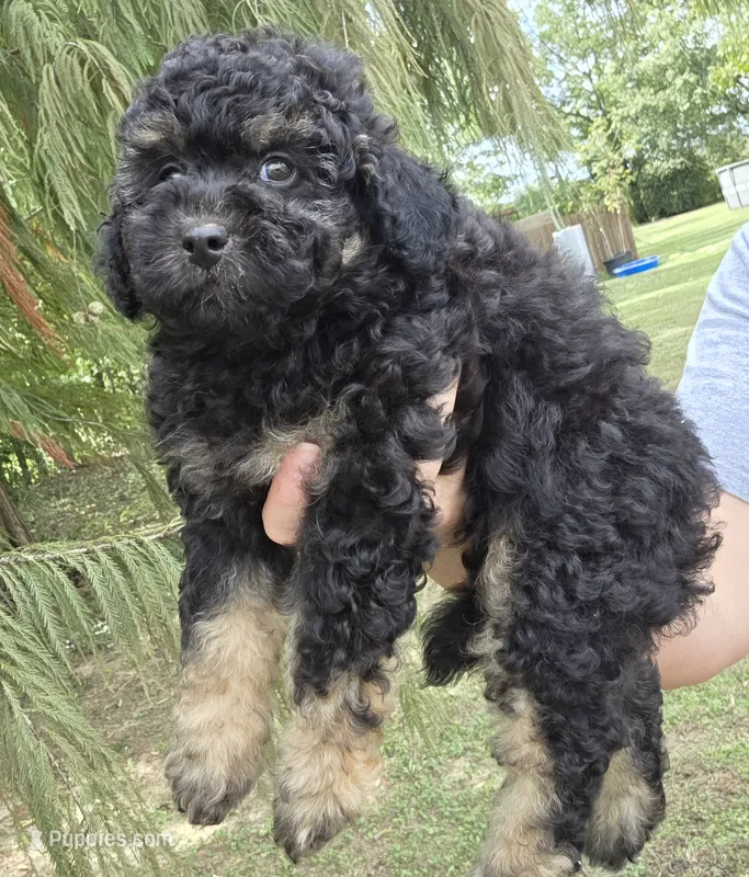 Deputy  – Miniature Aussiedoodle puppy for sale in Wills Point, TX