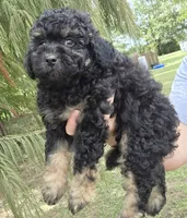 Deputy , a male Miniature Aussiedoodle for sale in Wills Point, TX – 1 of 9