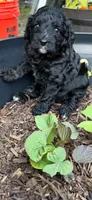 Cricket, a female Miniature Aussiedoodle for sale in Wills Point, TX – 3 of 4