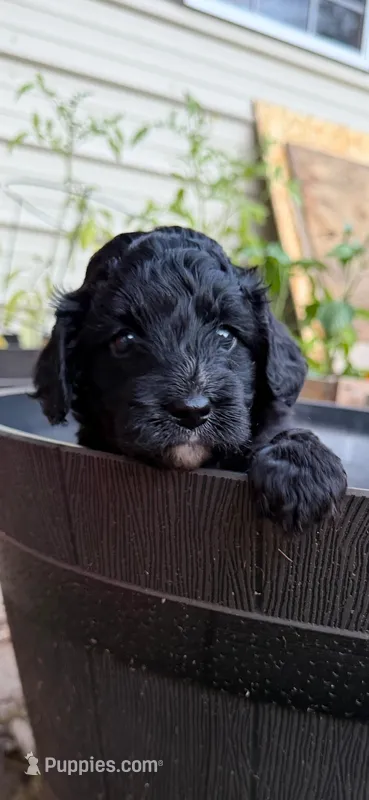 Cricket – Miniature Aussiedoodle puppy for sale in Wills Point, TX