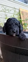 Cricket, a female Miniature Aussiedoodle for sale in Wills Point, TX – 1 of 4
