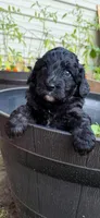 Cricket, a female Miniature Aussiedoodle for sale in Wills Point, TX – 2 of 4