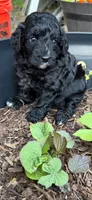 Cricket, a female Miniature Aussiedoodle for sale in Wills Point, TX – 4 of 4
