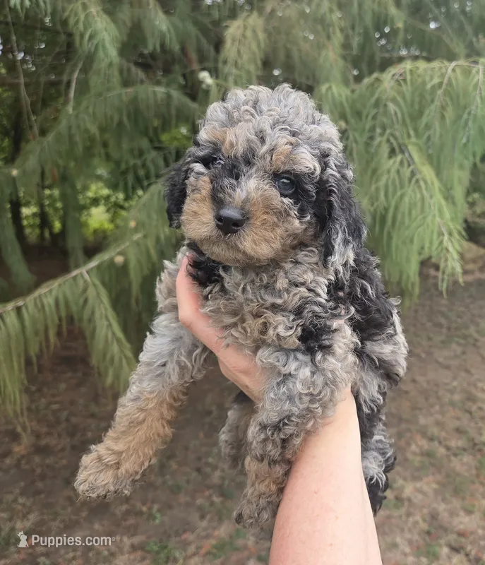 Doc – Miniature Aussiedoodle puppy for sale in Wills Point, TX