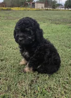 Deputy , a male Miniature Aussiedoodle for sale in Wills Point, TX – 8 of 9