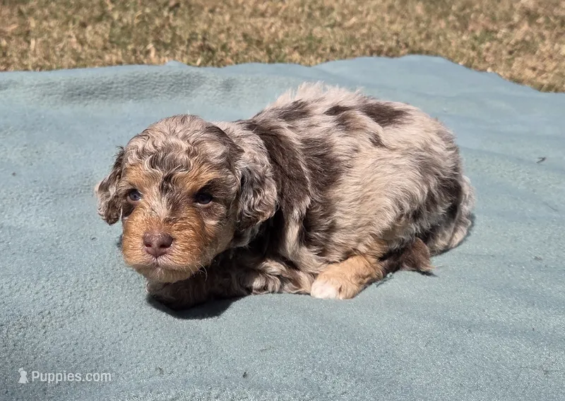 Duncan – Miniature Aussiedoodle puppy for sale in Wills Point, TX