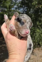 Dallas, a male Miniature Aussiedoodle for sale in Wills Point, TX – 6 of 9