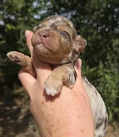 Duncan, a male Miniature Aussiedoodle for sale in Wills Point, TX – 5 of 9