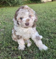 Cinnamon , a female Miniature Aussiedoodle for sale in Wills Point, TX – 3 of 7