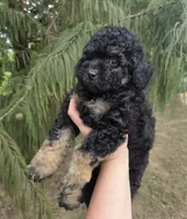 Deputy , a male Miniature Aussiedoodle for sale in Wills Point, TX – 5 of 9