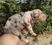 Duncan, a male Miniature Aussiedoodle for sale in Wills Point, TX – 9 of 9