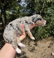 Dallas, a male Miniature Aussiedoodle for sale in Wills Point, TX – 9 of 9