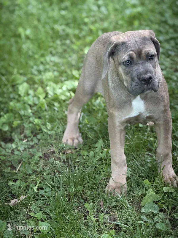Sky – Cane Corso puppy for sale in Kokomo, IN