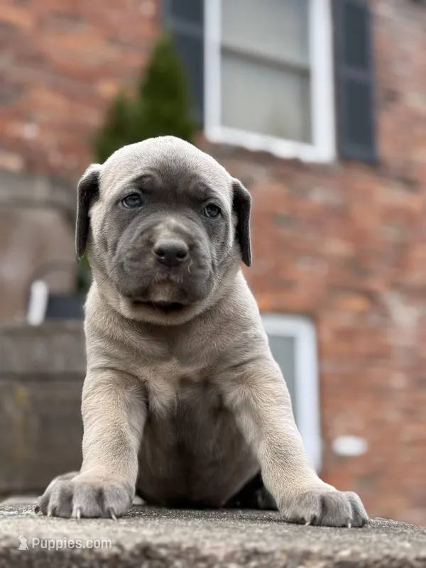 Daisy  – Cane Corso puppy for sale in Kokomo, IN