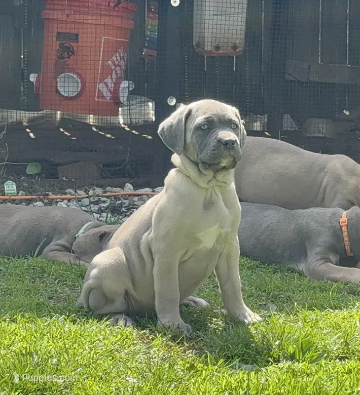 Daisy  – Cane Corso puppy for sale in Kokomo, IN