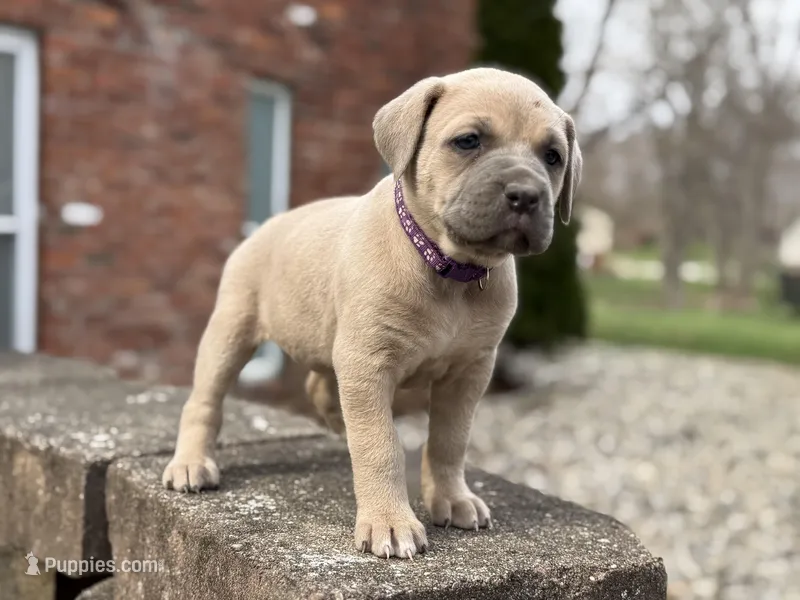 Bella  – Cane Corso puppy for sale in Kokomo, IN