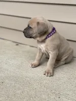 Bella , a female Cane Corso for sale in Kokomo, IN – Photo 4 of 5