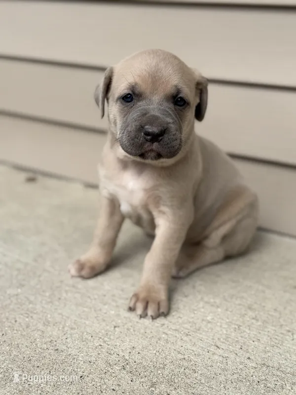 Bella  – Cane Corso puppy for sale in Kokomo, IN