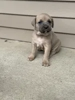 Bella , a female Cane Corso for sale in Kokomo, IN – Photo 5 of 5