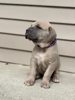 Bella , a female Cane Corso for sale in Kokomo, IN – Photo 2 of 5