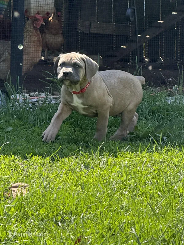 Covi – Cane Corso puppy for sale in Kokomo, IN