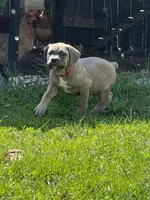 Covi, a male Cane Corso for sale in Kokomo, IN – Photo 1 of 3