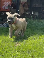 Covi, a male Cane Corso for sale in Kokomo, IN – Photo 2 of 3
