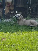 Covi, a male Cane Corso for sale in Kokomo, IN – Photo 3 of 3
