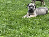Blue , a male Cane Corso for sale in Kokomo, IN – Photo 4 of 6