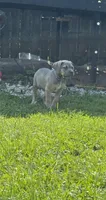 Blue , a male Cane Corso for sale in Kokomo, IN – Photo 2 of 6