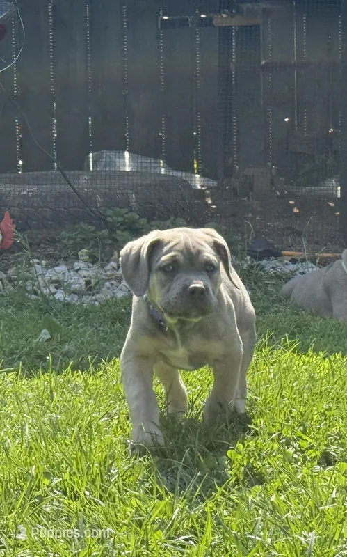 Blue  – Cane Corso puppy for sale in Kokomo, IN