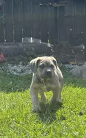 Blue , a male Cane Corso for sale in Kokomo, IN – Photo 1 of 6
