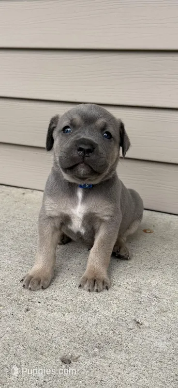 Blue  – Cane Corso puppy for sale in Kokomo, IN