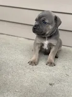 Blue , a male Cane Corso for sale in Kokomo, IN – Photo 2 of 3