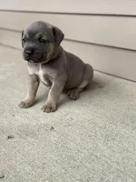 Blue , a male Cane Corso for sale in Kokomo, IN – Photo 3 of 3
