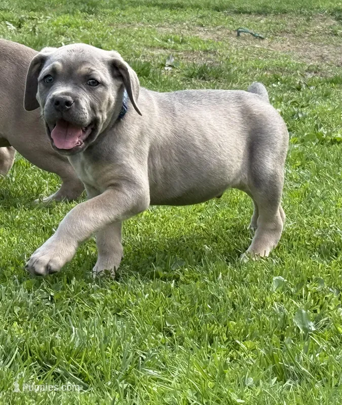 Blue  – Cane Corso puppy for sale in Kokomo, IN