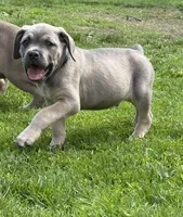 Blue , a male Cane Corso for sale in Kokomo, IN – Photo 3 of 6