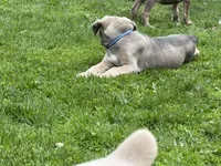 Blue , a male Cane Corso for sale in Kokomo, IN – Photo 5 of 6