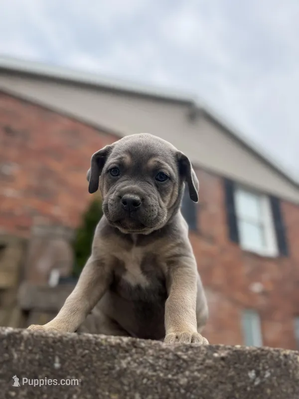 Blue  – Cane Corso puppy for sale in Kokomo, IN