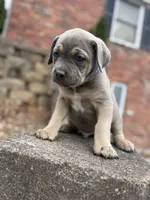 Blue , a male Cane Corso for sale in Kokomo, IN – Photo 6 of 6