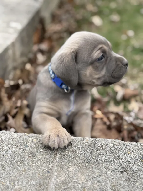 Blue  – Cane Corso puppy for sale in Kokomo, IN
