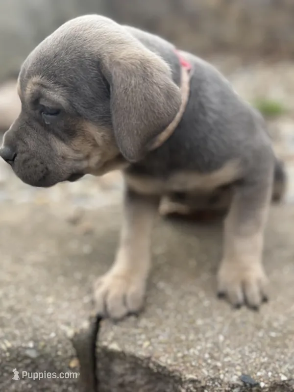 Dolly – Cane Corso puppy for sale in Kokomo, IN