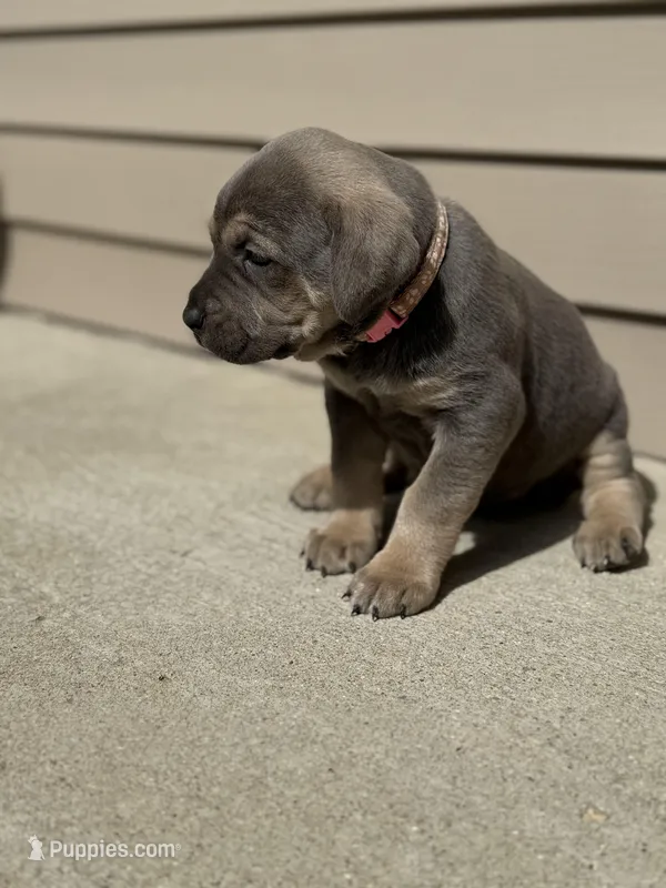 Dolly – Cane Corso puppy for sale in Kokomo, IN