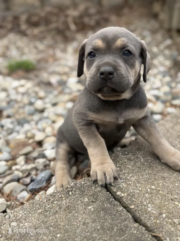 Dolly – Cane Corso puppy for sale in Kokomo, IN