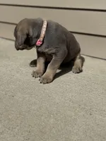 Dolly, a female Cane Corso for sale in Kokomo, IN – Photo 2 of 2