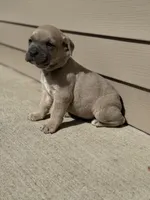 Ace, a male Cane Corso for sale in Kokomo, IN – Photo 5 of 5