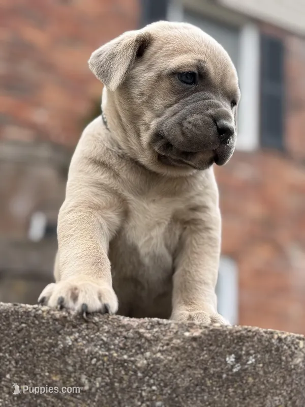 Ace – Cane Corso puppy for sale in Kokomo, IN