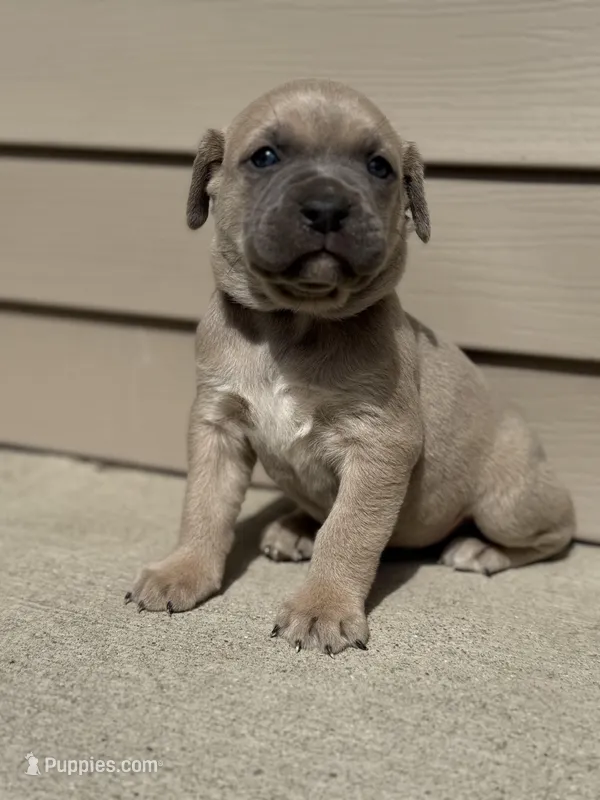 Ace – Cane Corso puppy for sale in Kokomo, IN
