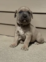 Ace, a male Cane Corso for sale in Kokomo, IN – Photo 1 of 5